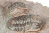 Cluster Of Five Unidentified Proetid Trilobites - Jorf, Morocco #362871-3